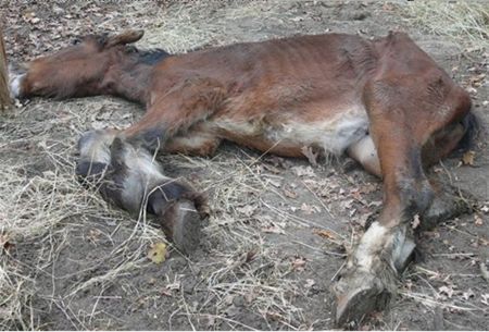 13 illegale en verwaarloosde pony's naar VZOC