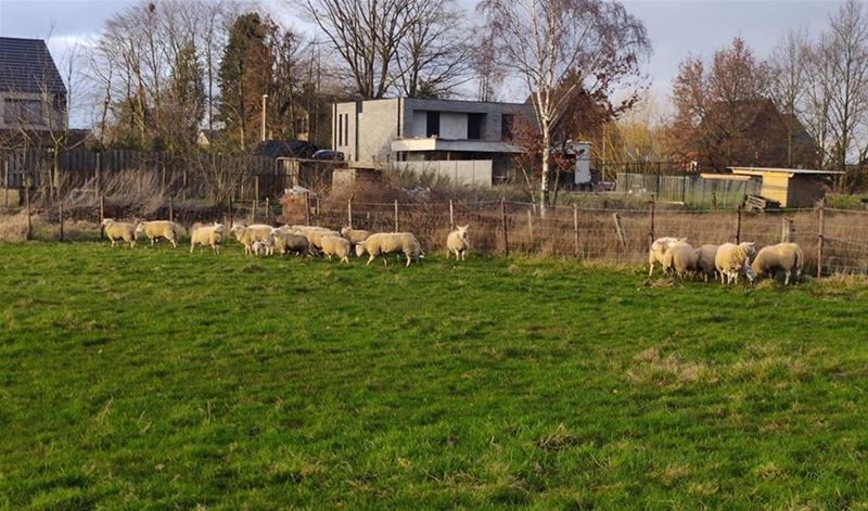 76 schapen erbij in één week in het VZOC