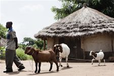 Broederlijk Delen voor Oegandese boeren