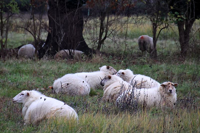 De schaapjes op het droge