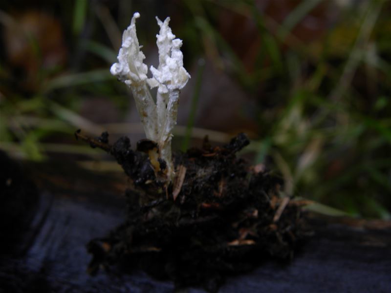 Een rijk paddenstoelenseizoen (11)