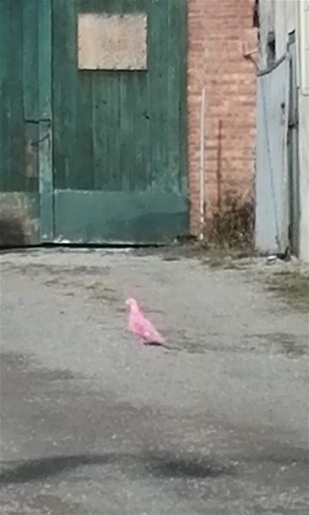 Een roze duif in Zolder ...