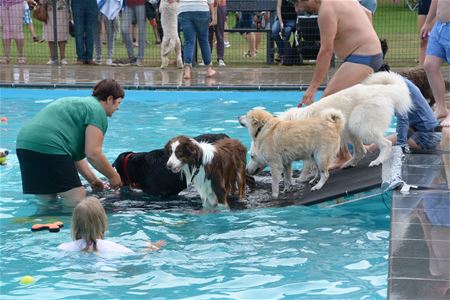 Een topdag voor de honden aan het zwembad