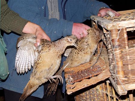 Jachtwachter kweekte zelf illegaal fazanten