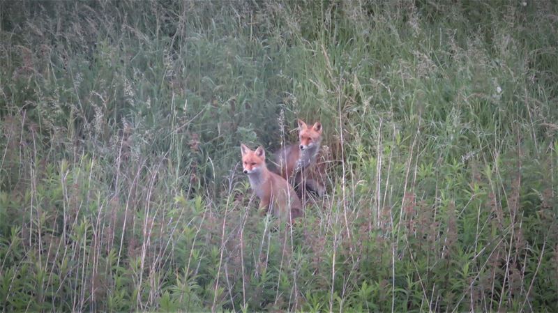 Jonge vossen op pad in Exelgaarden