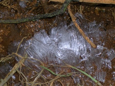 Kwelwater zorgt voor ijspaddenstoelen