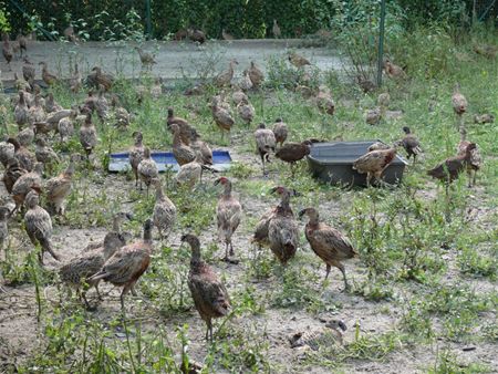 Meer dan 400 fazanten in opvangcentrum