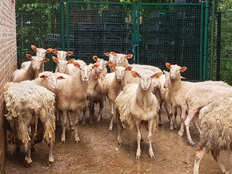 Nu weer 19 verwaarloosde schapen