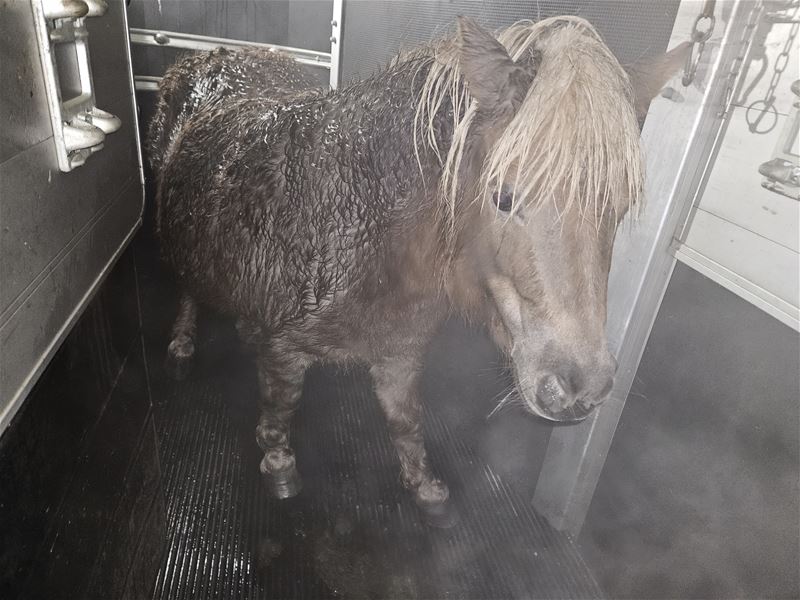 Ontsnapte pony gevangen aan de Beringersteenweg