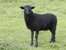 Opgepast voor een zwart schaap