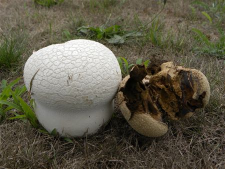 't Is paddenstoelentijd (3)