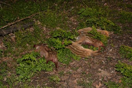 Vier jonge everzwijnen doodgereden nabij Meylandt