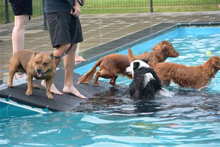 Volgende zondag zijn honden baas in zwembad