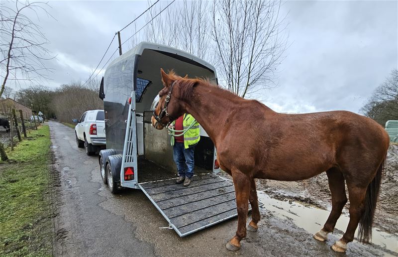 Voorbijgangers houden losgebroken paard vast