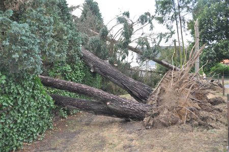 Windhoos ontwortelt bomen in De Lobbert