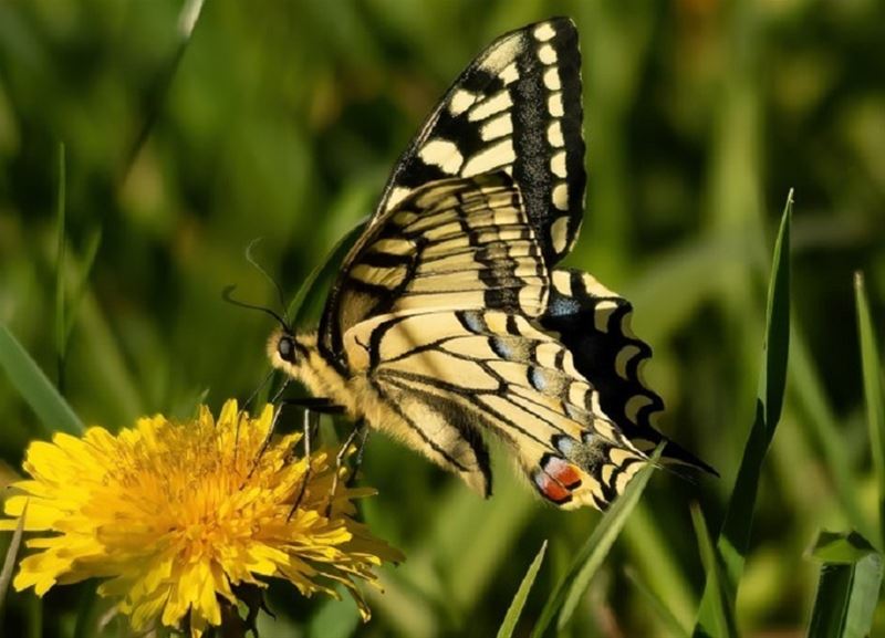 Wordt het weer een rijk vlinderseizoen?