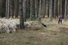 Paul Reynders is herder op Mechelse Heide