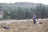 Paul Reynders is herder op Mechelse Heide