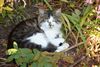 Katten hopen op driekoningenmirakel