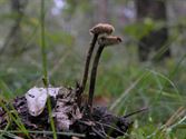 Een rijk paddenstoelenseizoen (1)