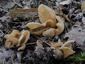 Een rijk paddenstoelenseizoen (1)
