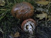 Een rijk paddenstoelenseizoen (6)