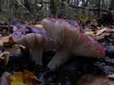 Een rijk paddenstoelenseizoen (8)