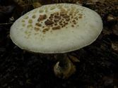 Een rijk paddenstoelenseizoen (8)