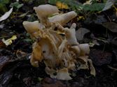 Een rijk paddenstoelenseizoen (11)