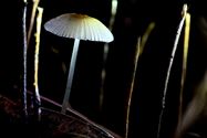 Een rijk paddenstoelenseizoen (12)