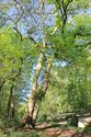 Merkwaardige bomen in de  Mangelbeekvallei