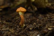 De paddenstoelen zijn er weer (7)