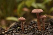 De paddenstoelen zijn er weer (10)