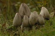 De paddenstoelen zijn er weer (10)