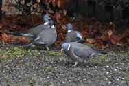 Hongerige vogels op bezoek in de tuin