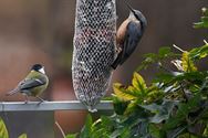 Hongerige vogels op bezoek in de tuin