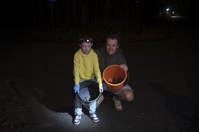 1.556 padden en 25 salamanders zijn overgezet