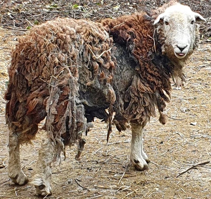 12 verwaarloosde schapen in beslag genomen