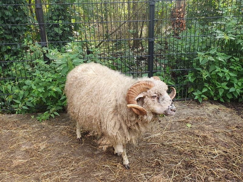 55 verwaarloosde dieren uit Peer opgevangen