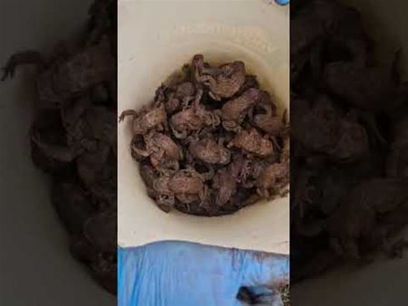 Al 1146 amfibieën overgezet in vier dagen