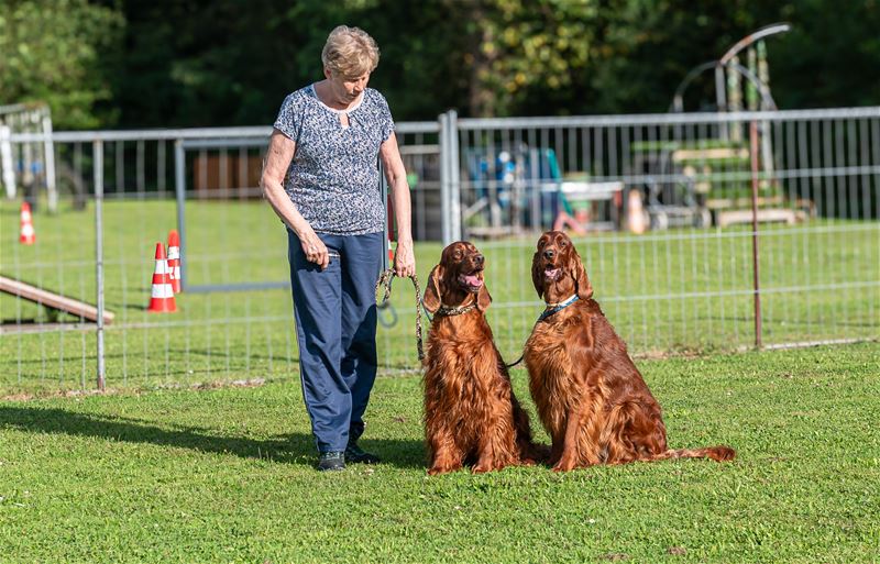 Alle honden leren luisteren naar hun baasje