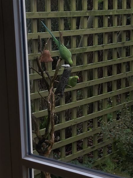 Alle soorten hongerige vogels op zoek naar eten