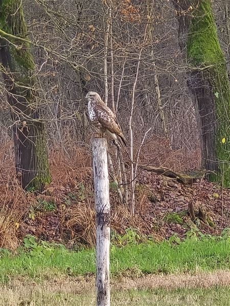 Buizerd woont in te kappen percelen