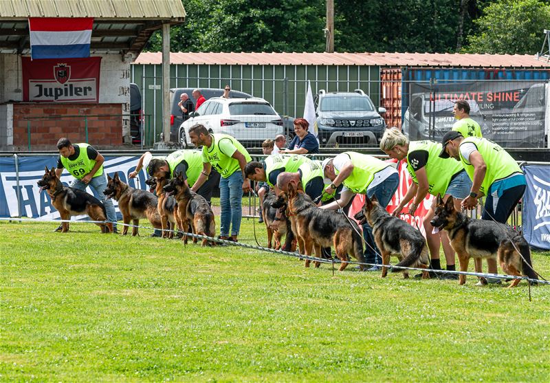 De beste honden uit 25 landen werden beoordeeld