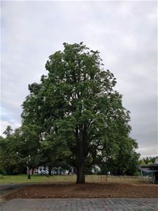 De Droomboom organiseert een leuk zomerkamp