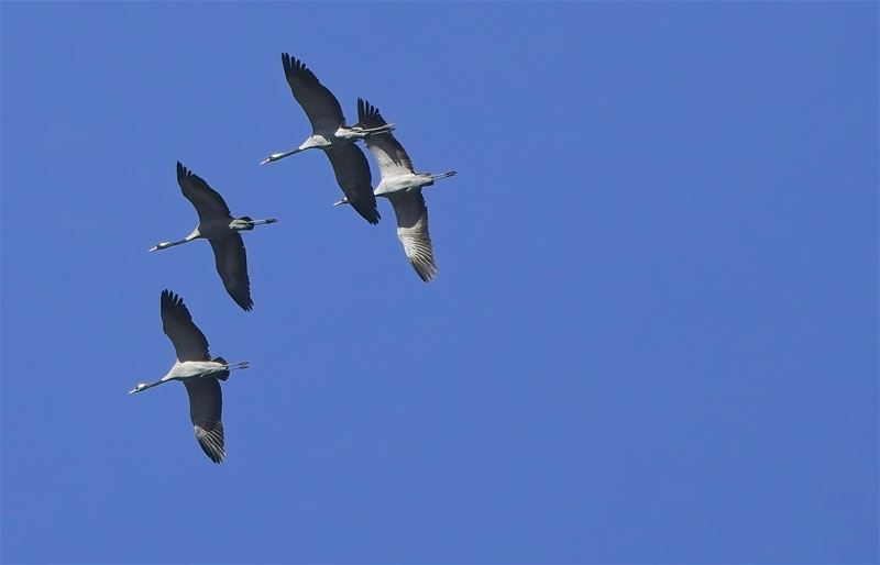 De kraanvogels trekken weer naar het noorden