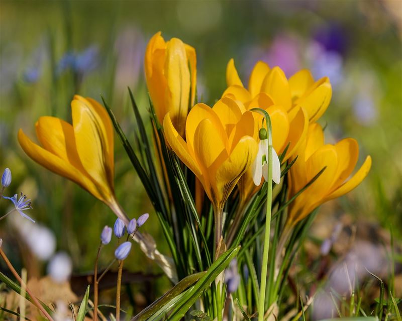 De lente is begonnen