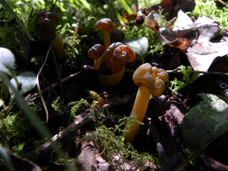 De paddenstoelen staan er weer (2)