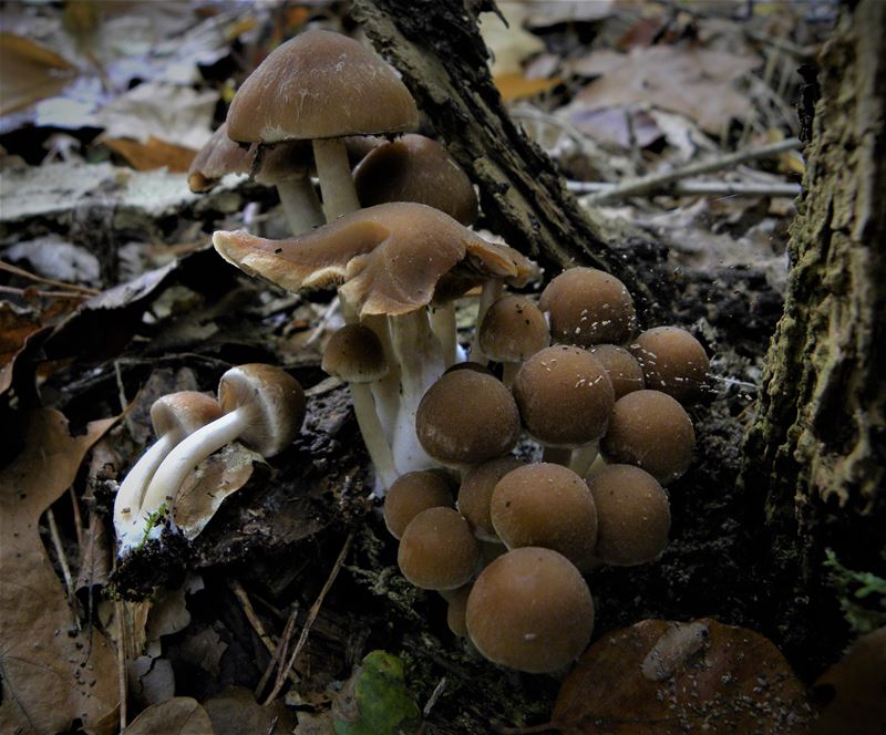 De paddenstoelen staan er weer (9)
