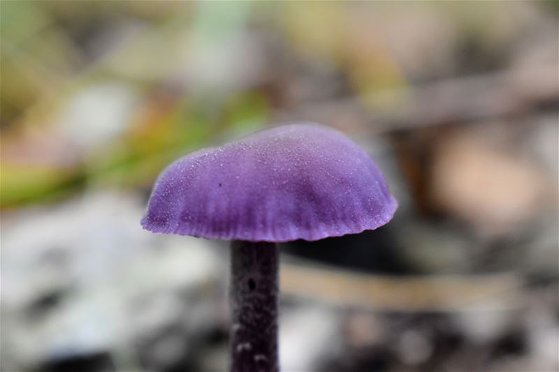 De paddenstoelen zijn er weer (2)